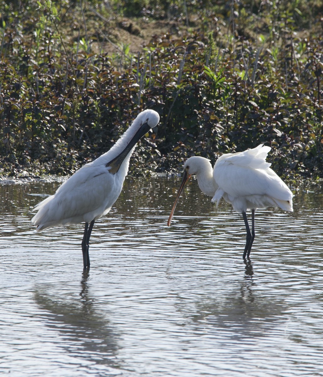 Espátula Común - ML619357950