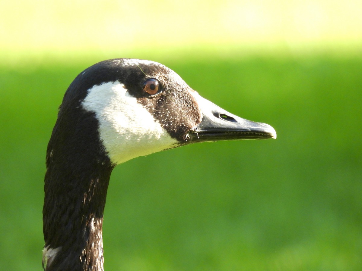 Canada Goose - Corinna Honscheid