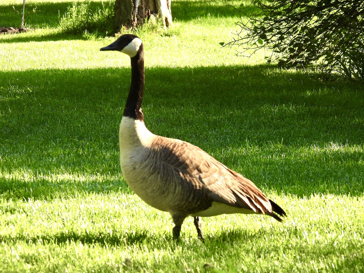 Canada Goose - Corinna Honscheid