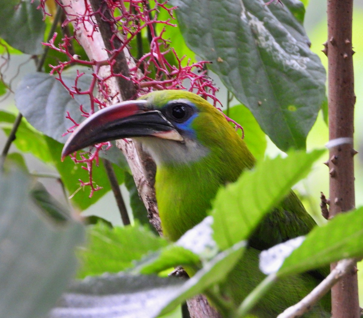 Groove-billed Toucanet - ML619357959