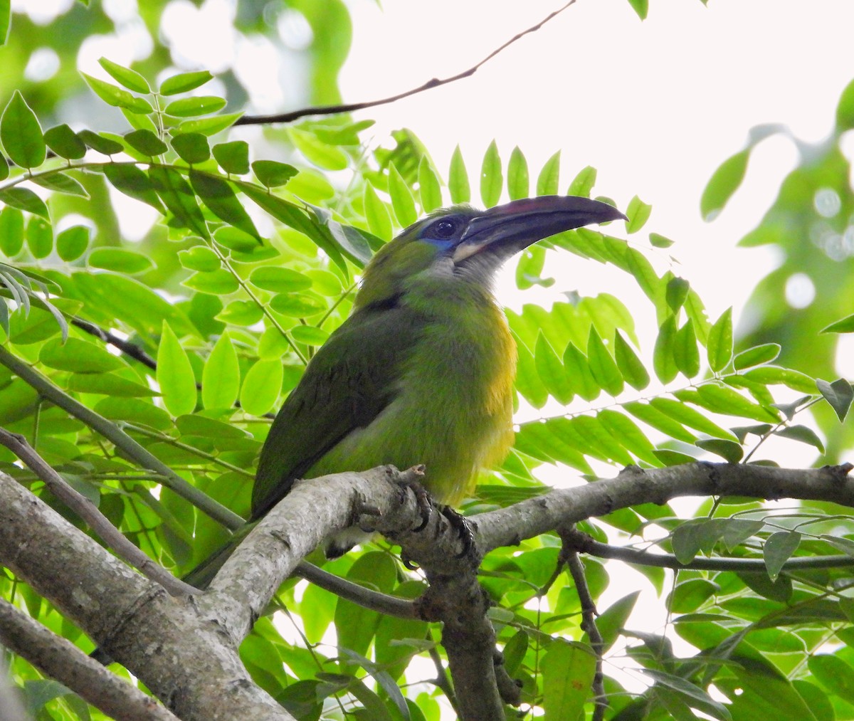 Groove-billed Toucanet - ML619357960