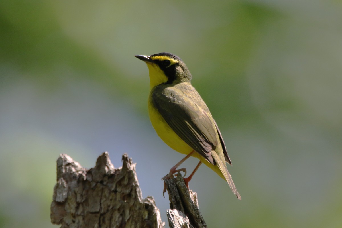 Kentucky Warbler - Dylan Micallef