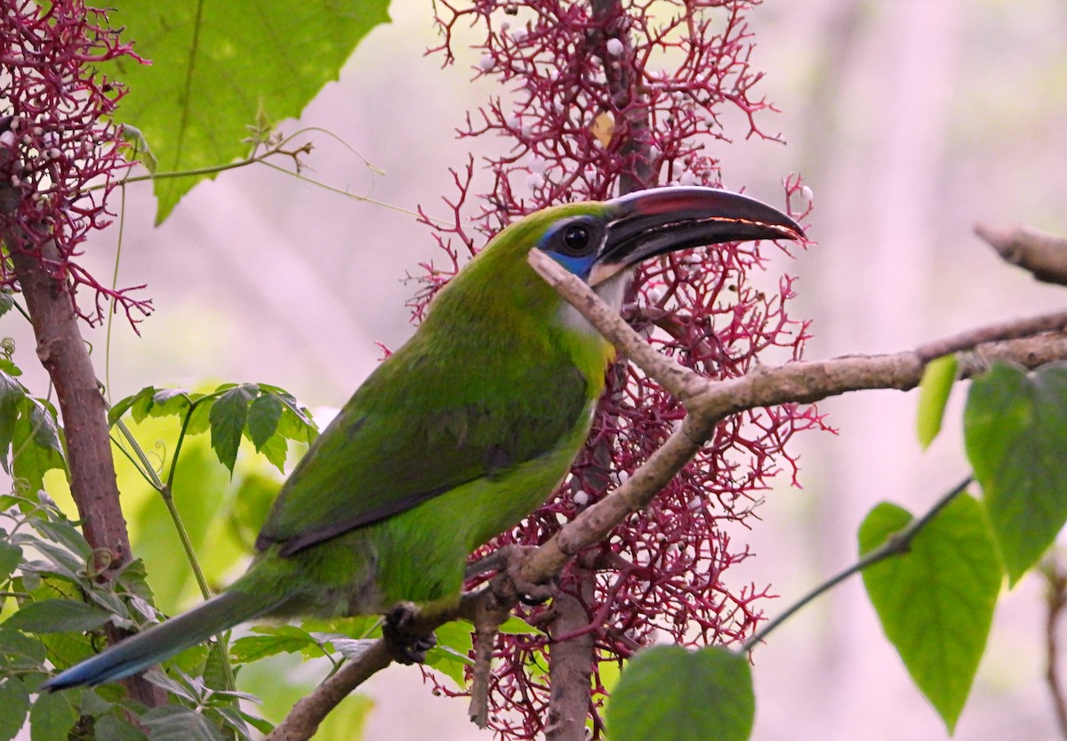 Groove-billed Toucanet - Manuel Pérez R.