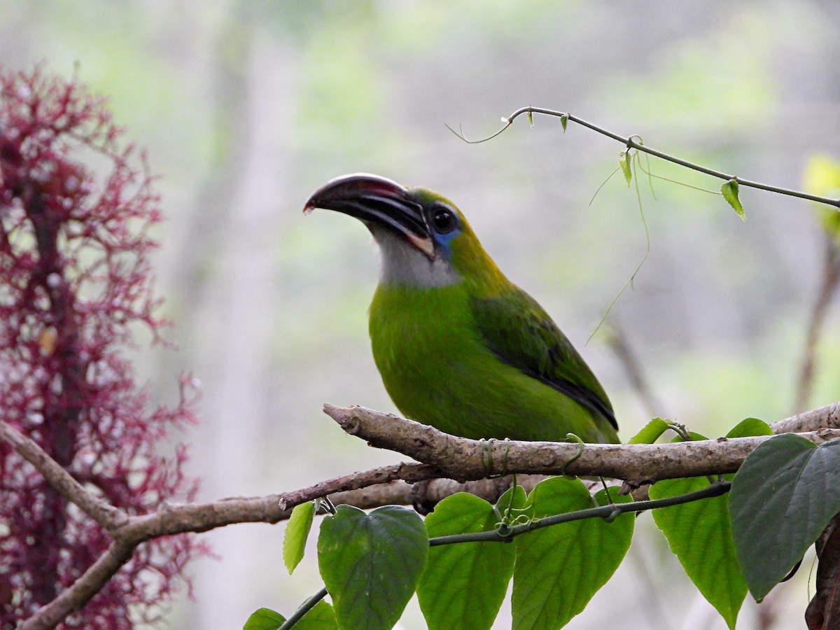 Groove-billed Toucanet - ML619357963