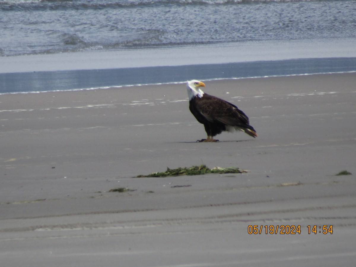 Bald Eagle - Thomas Czubek