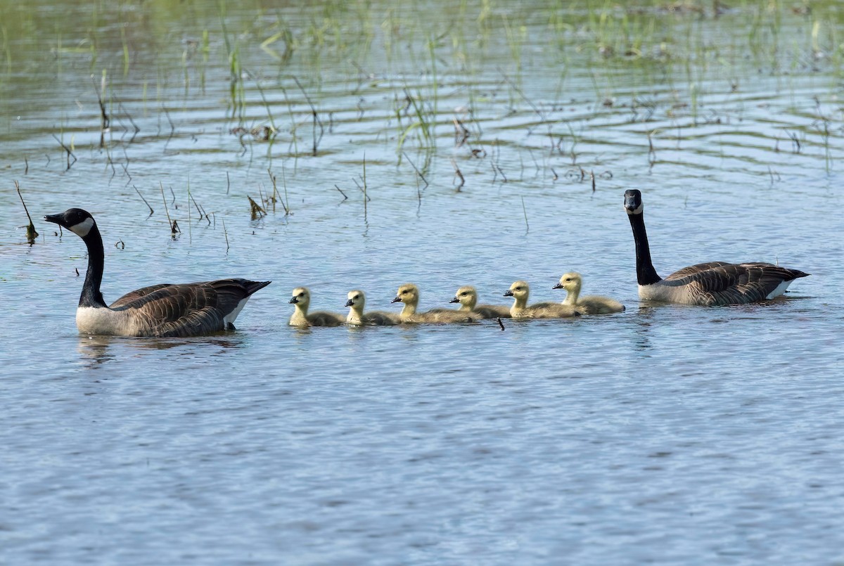 Canada Goose - Julie Paquette