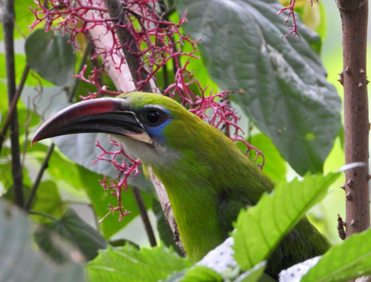 Groove-billed Toucanet - ML619357978