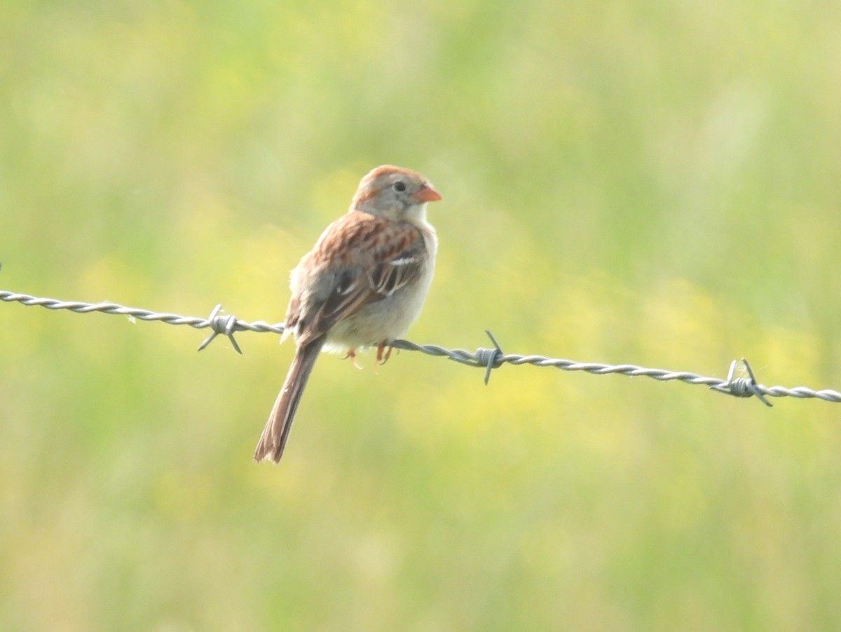Field Sparrow - bob butler