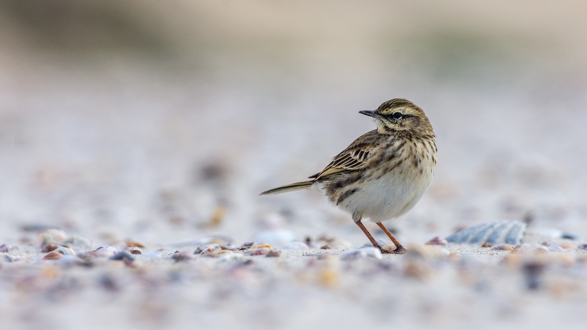 New Zealand Pipit - ML619357984