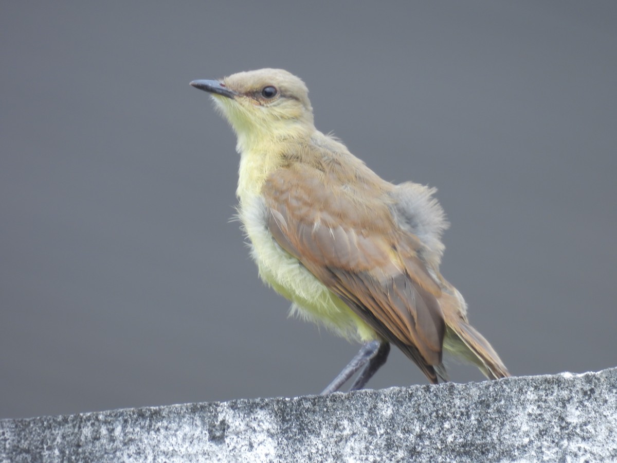 Cattle Tyrant - ML619357994