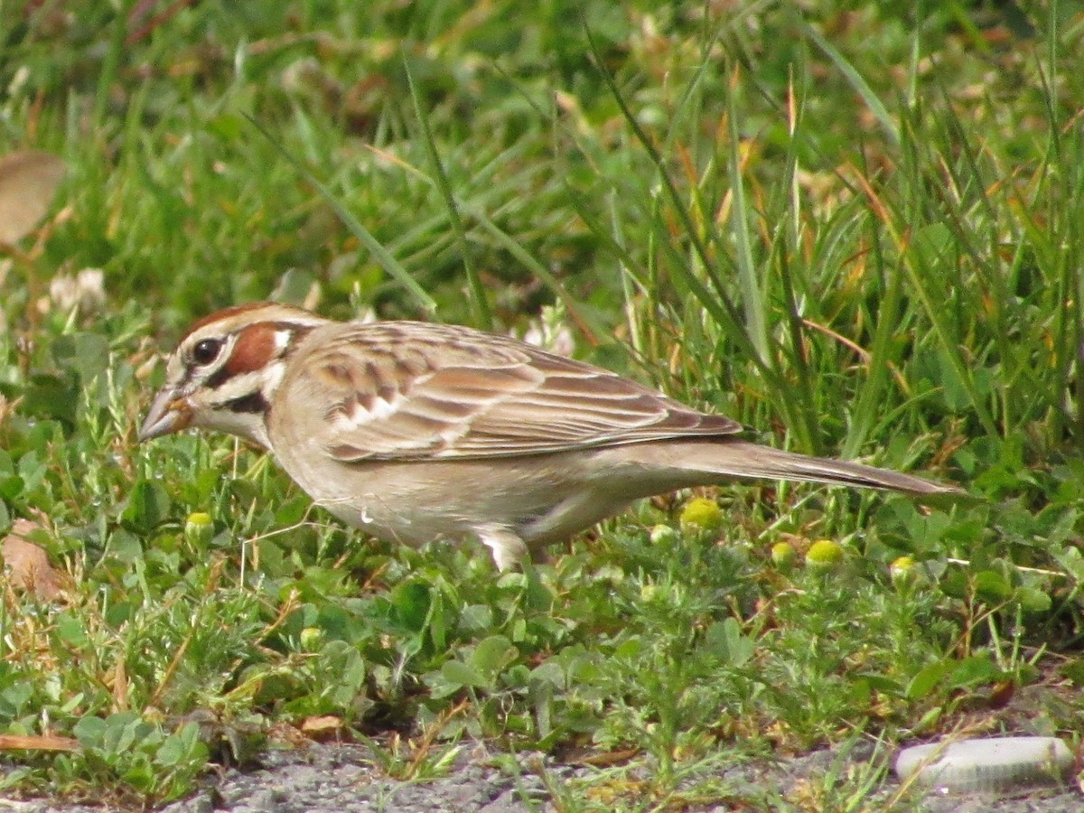 Lark Sparrow - Strix Varia