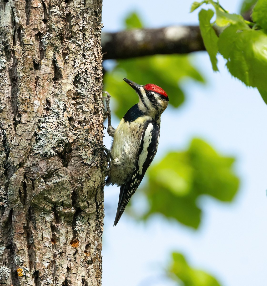 Yellow-bellied Sapsucker - Julie Paquette