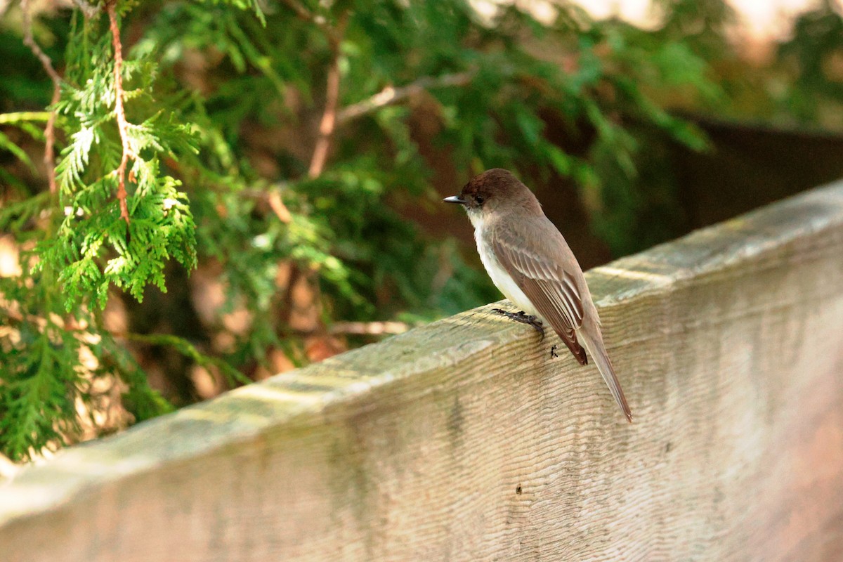 Eastern Phoebe - Maurice Raymond