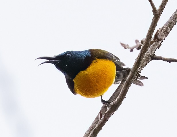 Green-tailed Sunbird - Peter Seubert