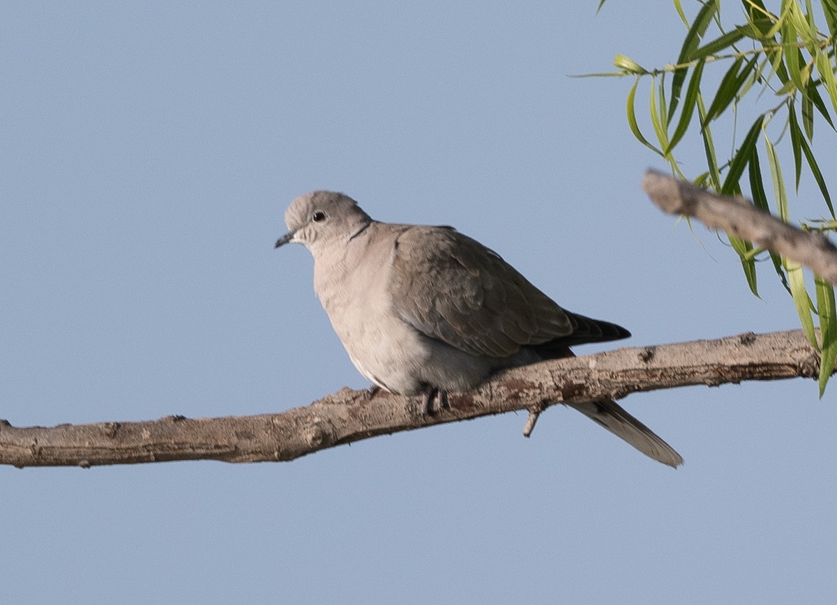 Eurasian Collared-Dove - Mark Rauzon