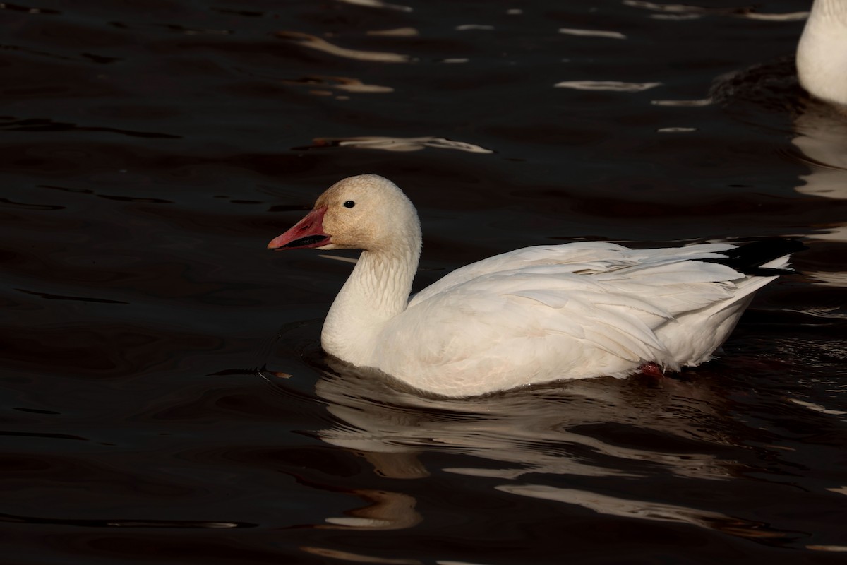 Snow Goose - Maurice Raymond