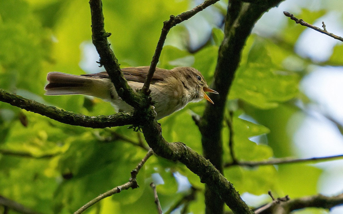 Iberian Chiffchaff - ML619358045