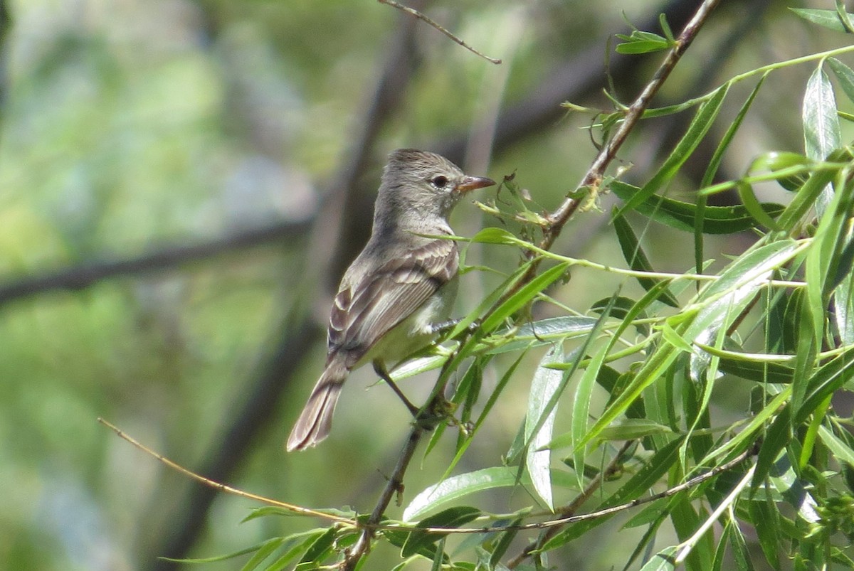 Northern Beardless-Tyrannulet - Shaun Robson