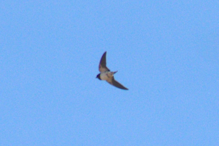 Barn Swallow (White-bellied) - Bill Hubbard