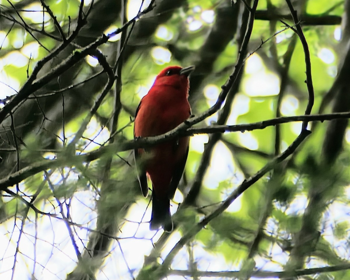 Scarlet Tanager - ML619358056