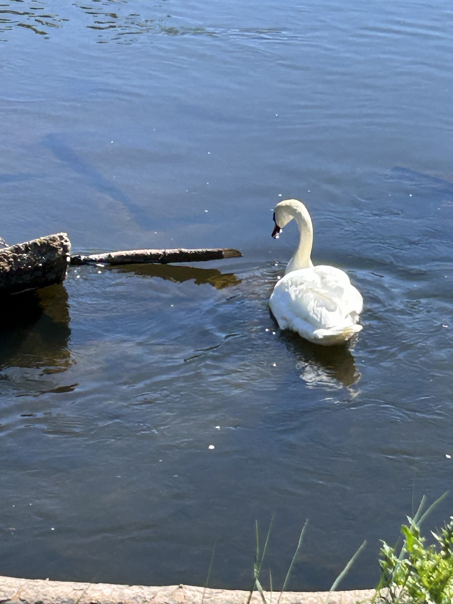 Mute Swan - David Kelly