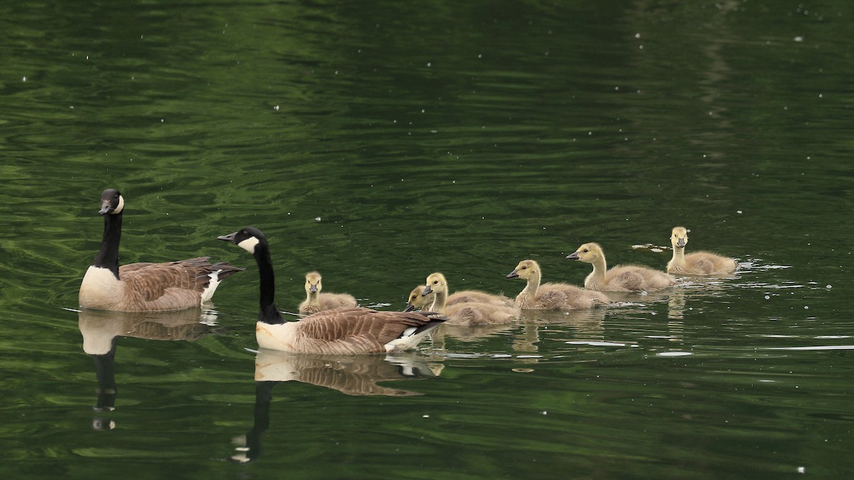 Canada Goose - Howard Patterson