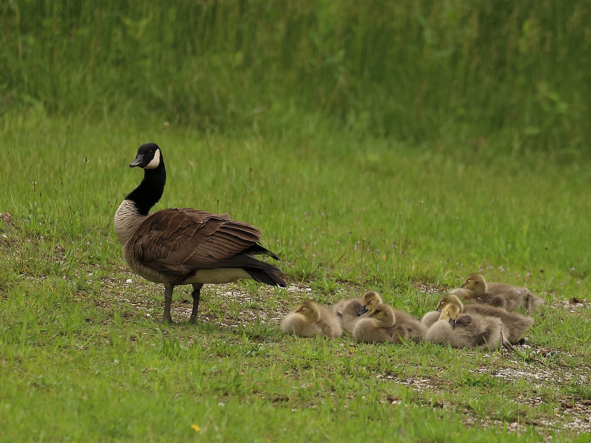 Canada Goose - Howard Patterson