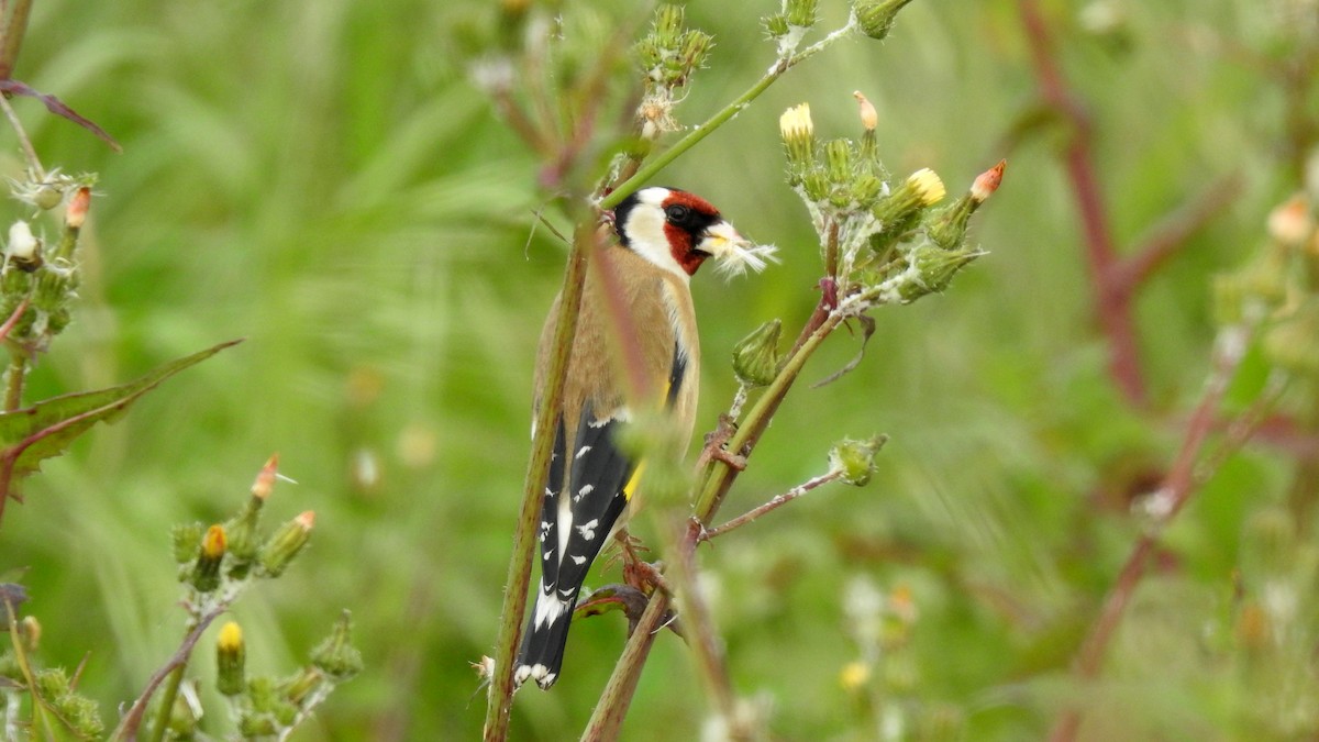 European Goldfinch - Ricardo Salgueiro