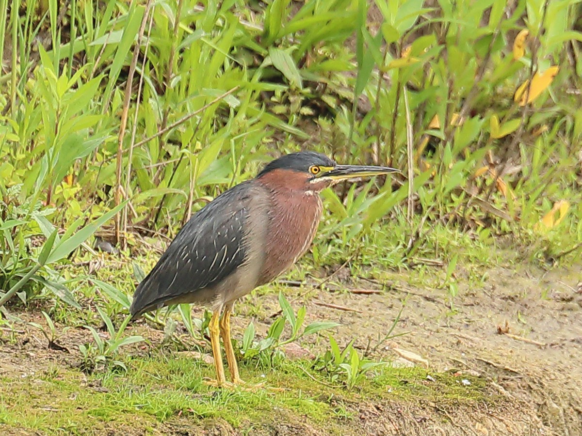 Green Heron - Howard Patterson