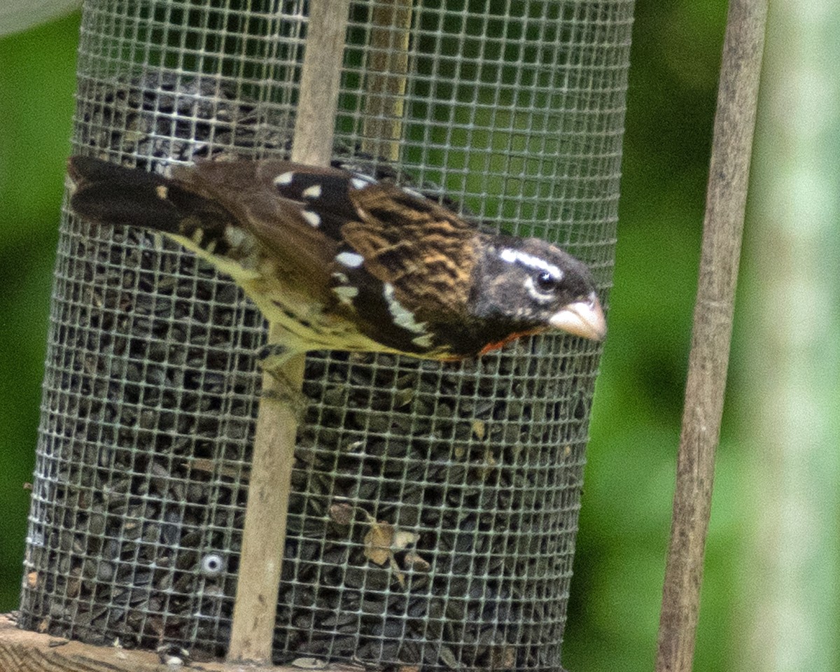 Rose-breasted Grosbeak - ML619358111