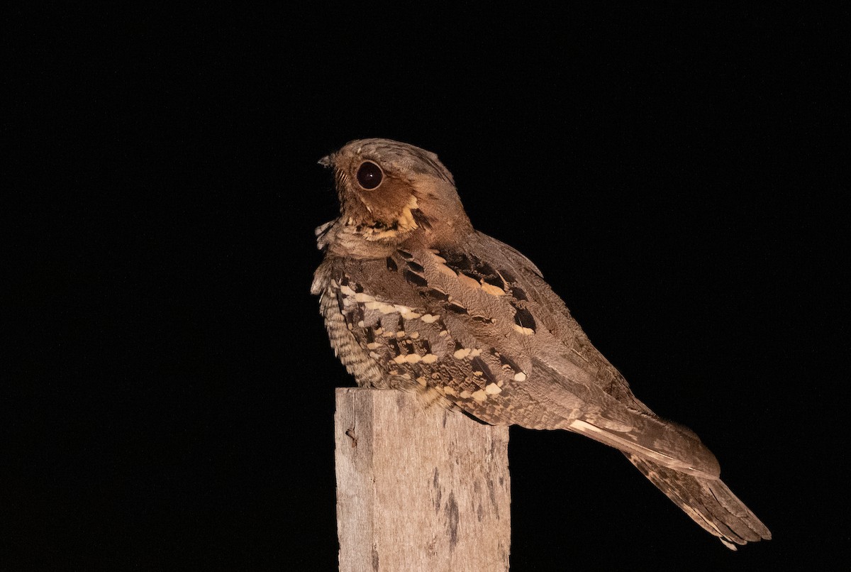 Large-tailed Nightjar - ML619358112