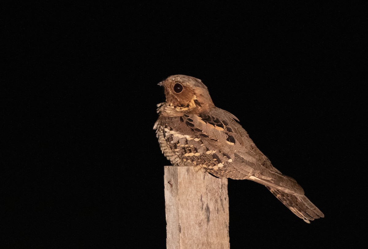 Large-tailed Nightjar - ML619358113