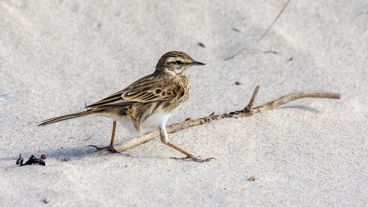 Pipit de Nouvelle-Zélande - ML619358134