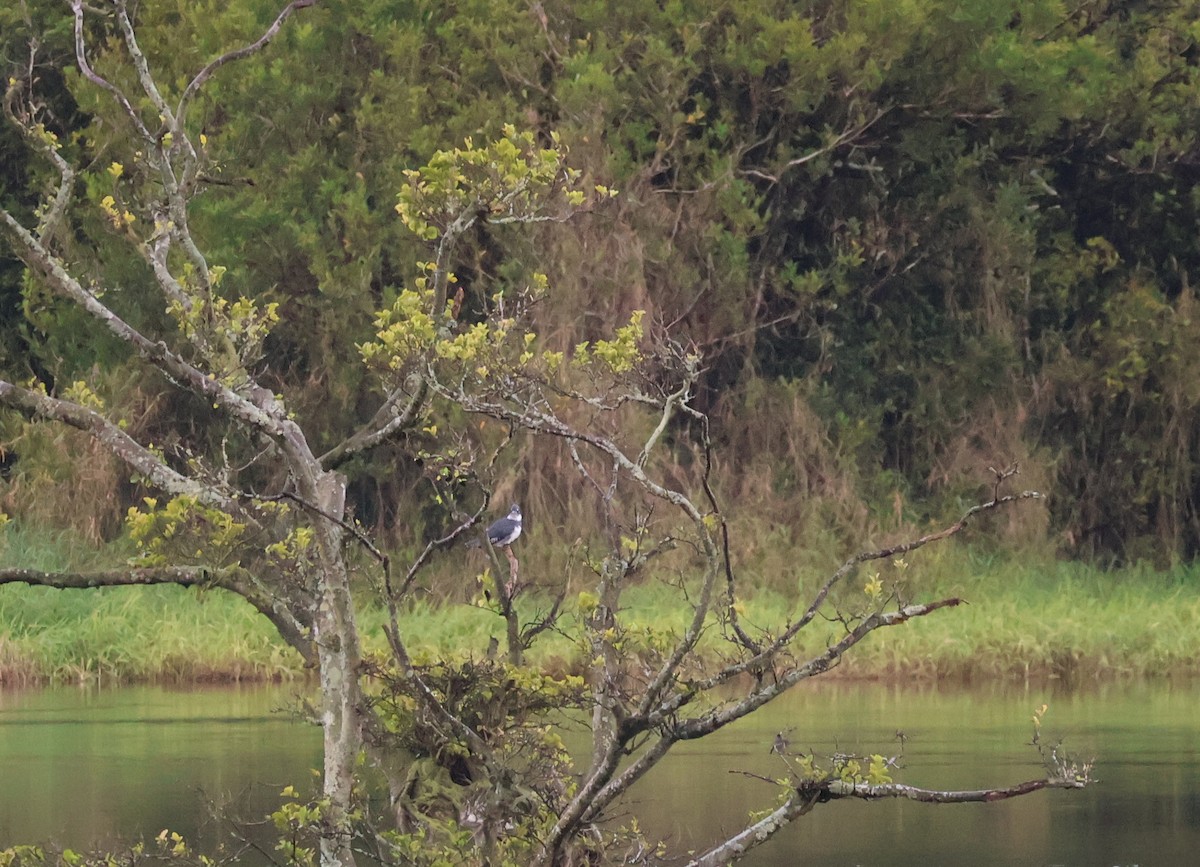 Belted Kingfisher - ML619358143