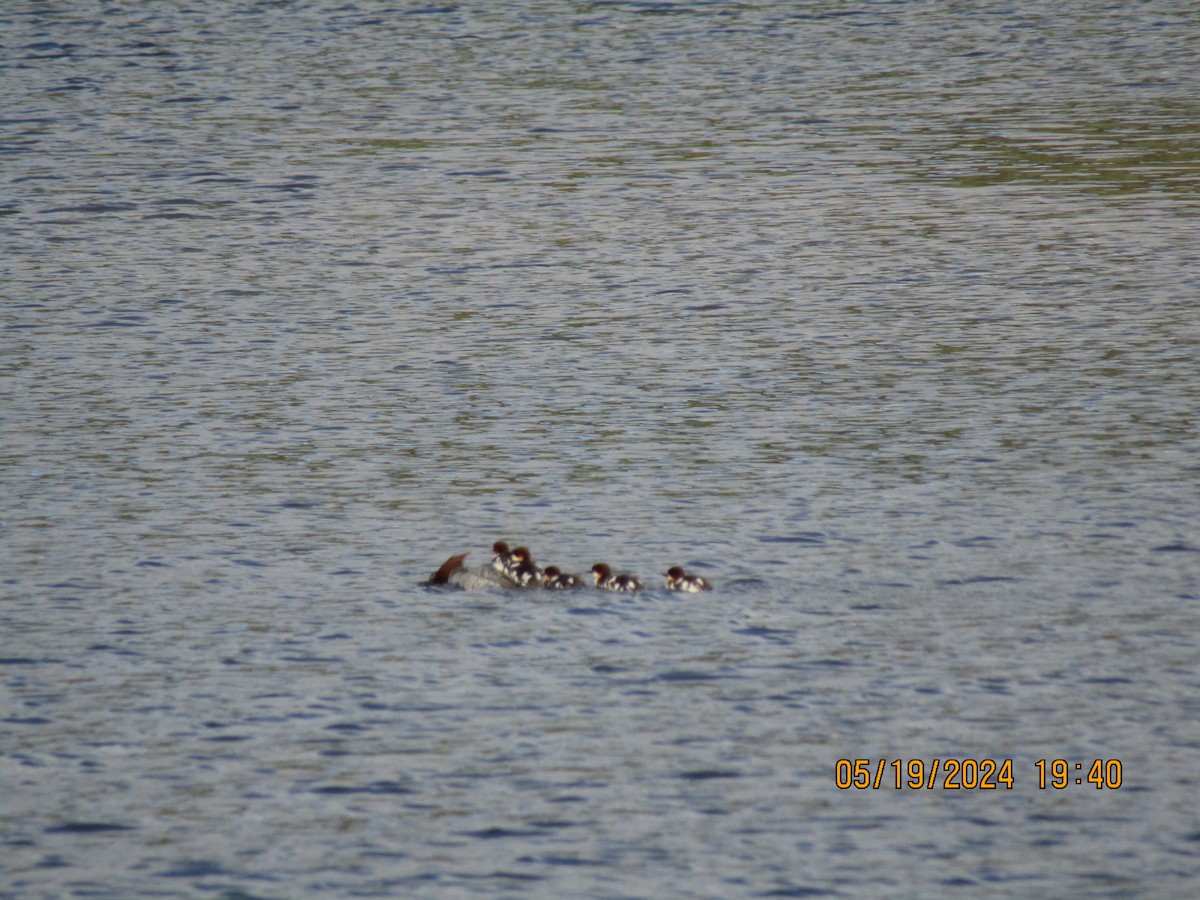 Common Merganser - ML619358163