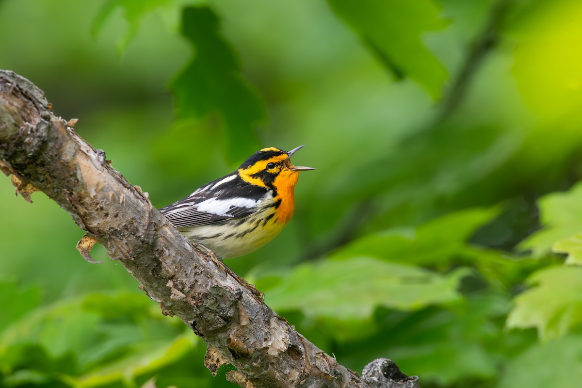 Blackburnian Warbler - Cody Limber