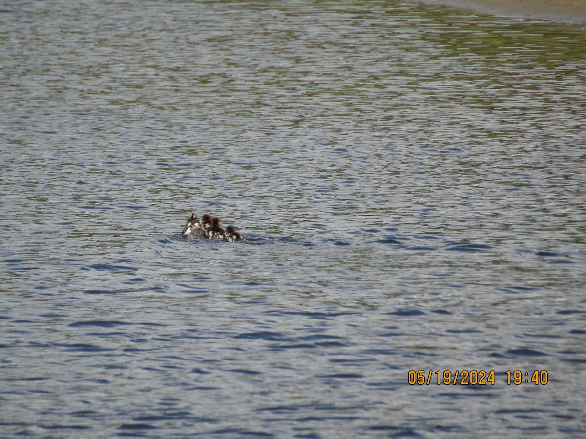 Common Merganser - ML619358165