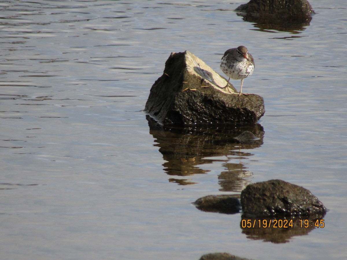 Spotted Sandpiper - ML619358186