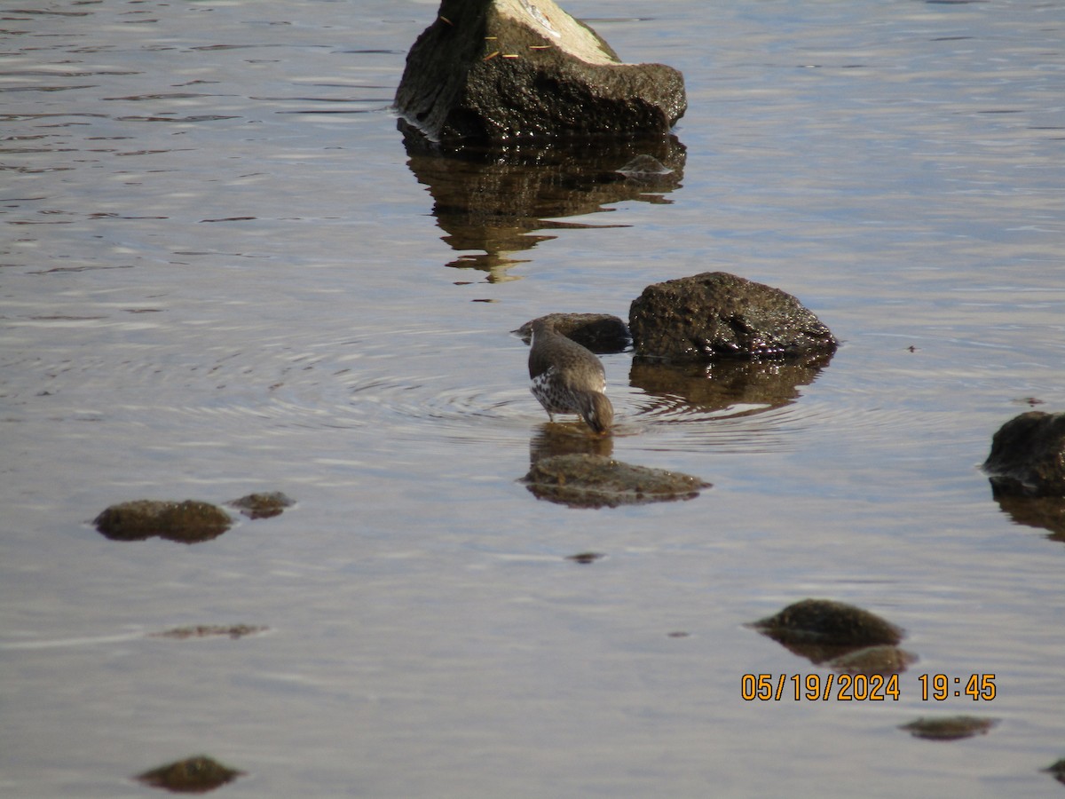 Spotted Sandpiper - ML619358187