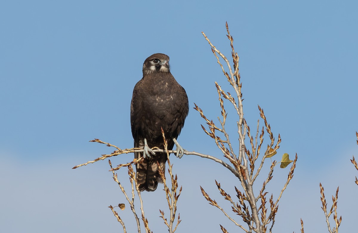 Brown Falcon - shorty w