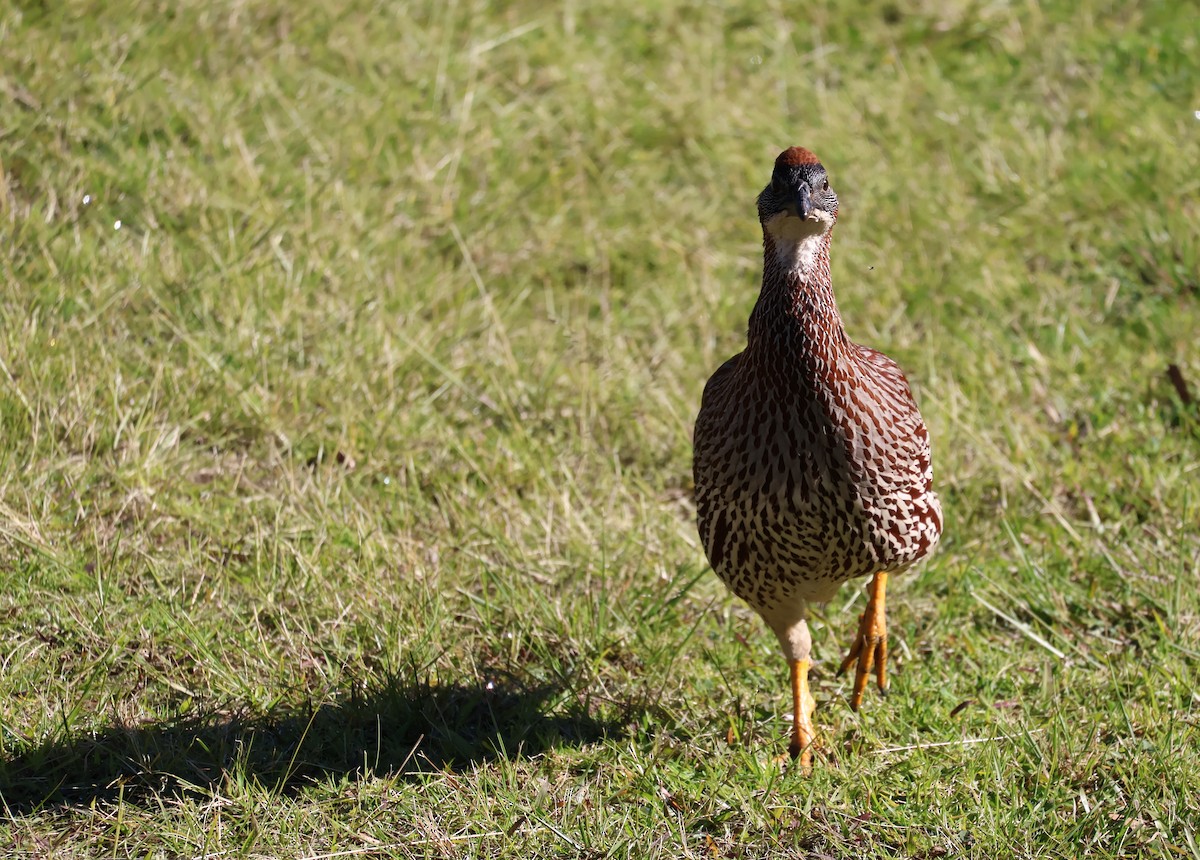 Erckel's Spurfowl - ML619358199