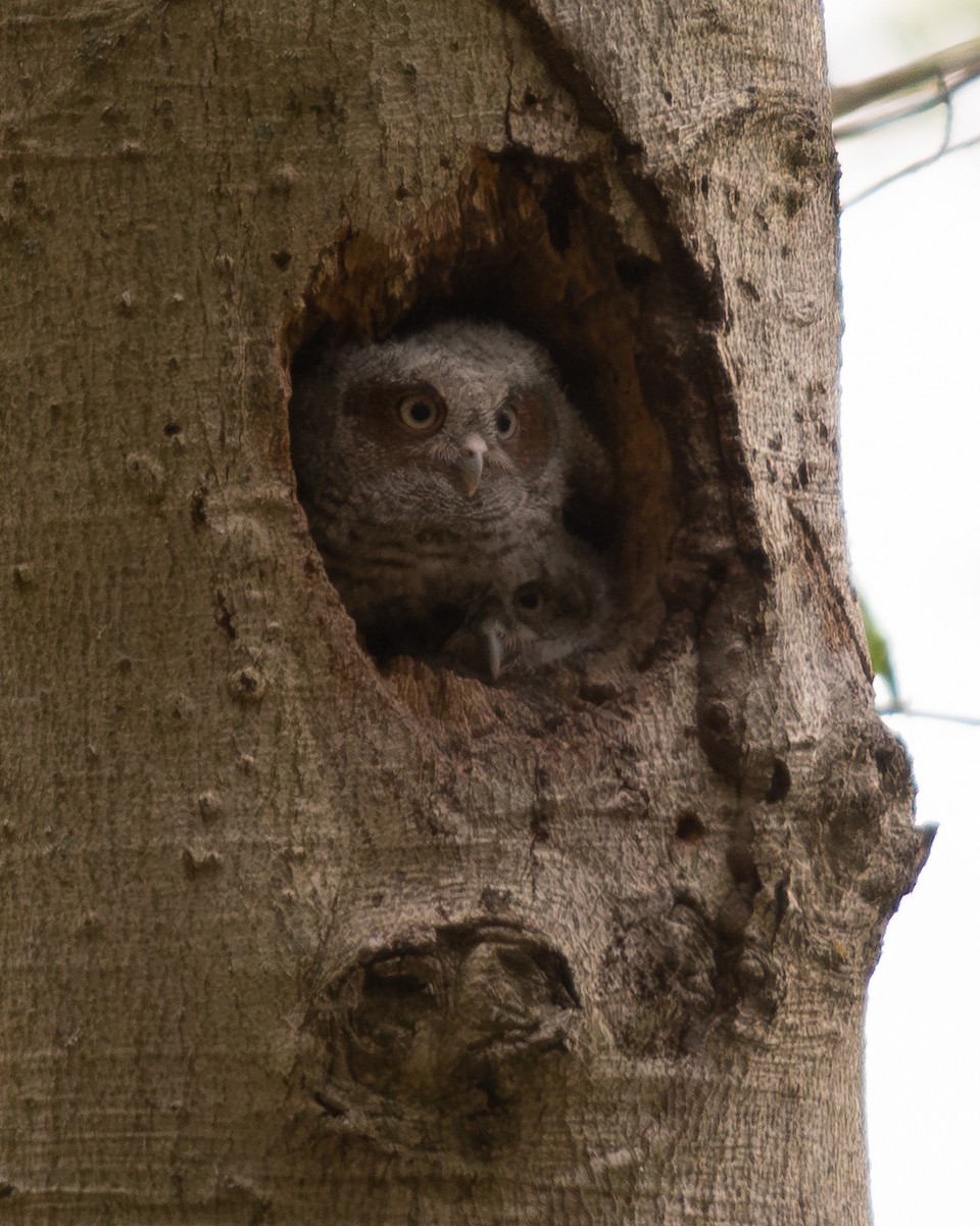 Eastern Screech-Owl (Northern) - ML619358219