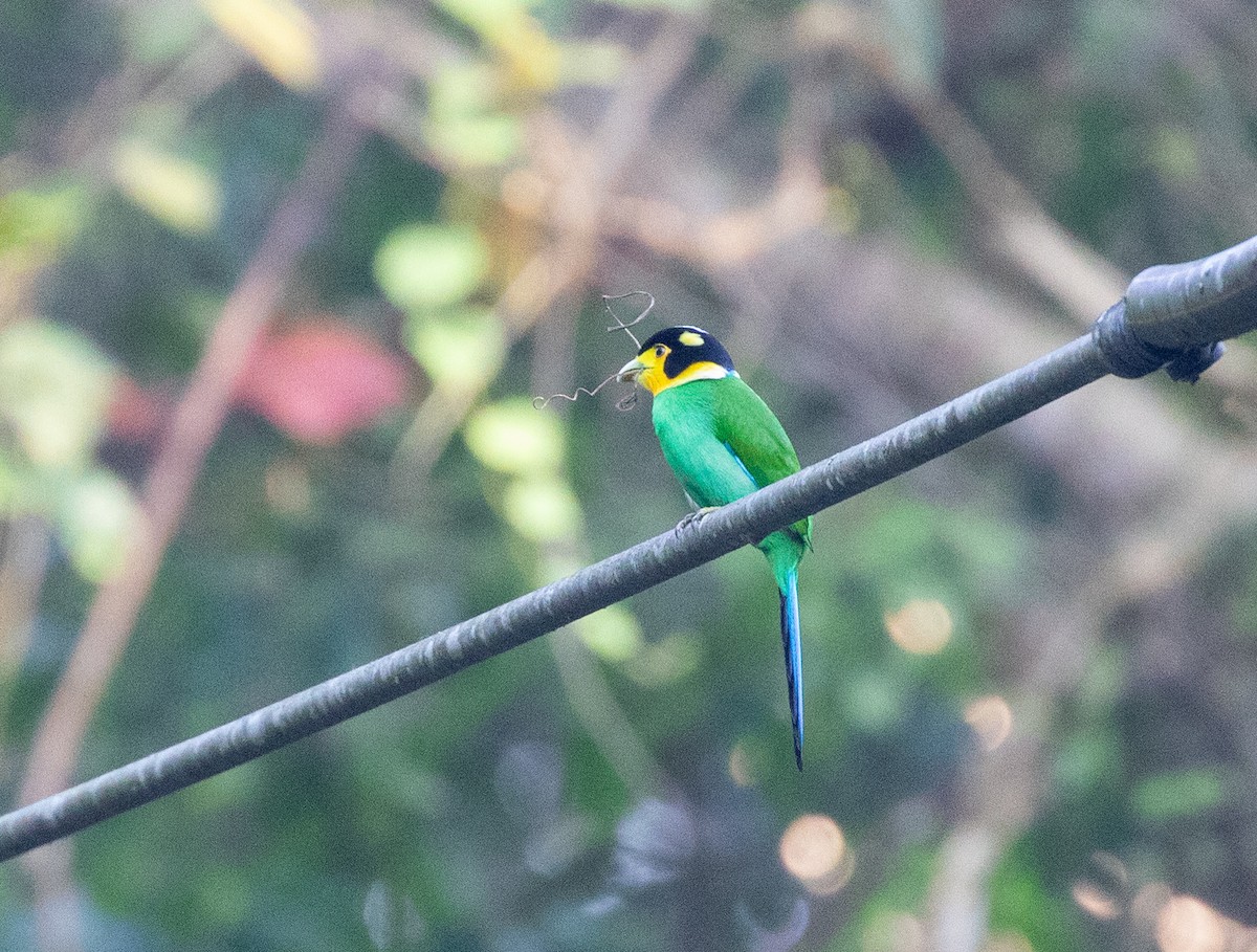 Long-tailed Broadbill - Daniel Gornall