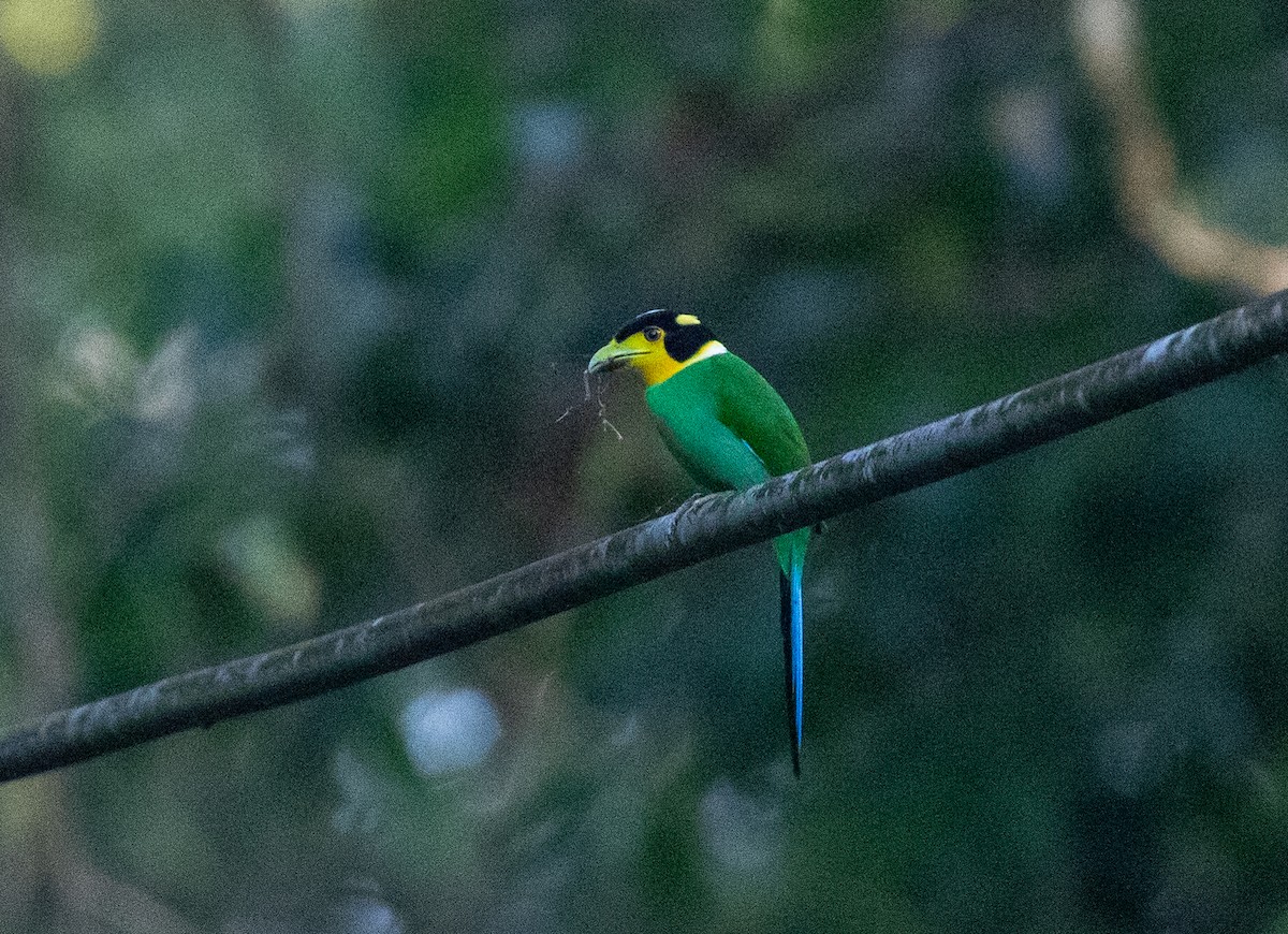 Long-tailed Broadbill - Daniel Gornall