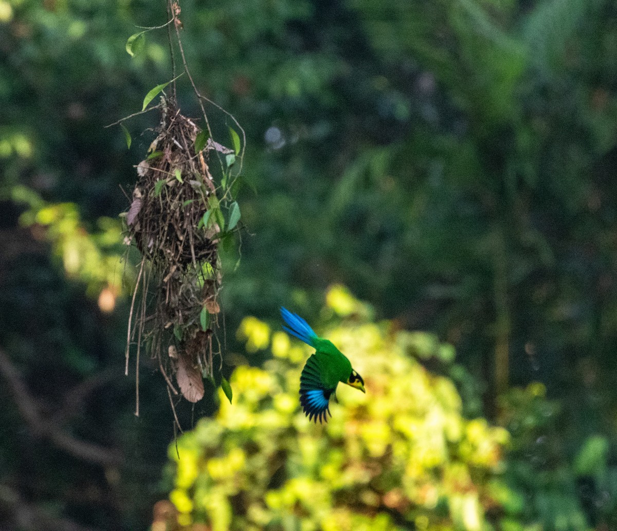 Long-tailed Broadbill - Daniel Gornall