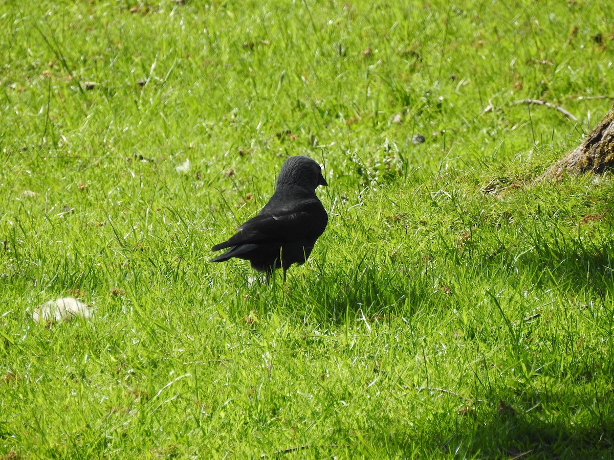 Eurasian Jackdaw - Euan Aitken