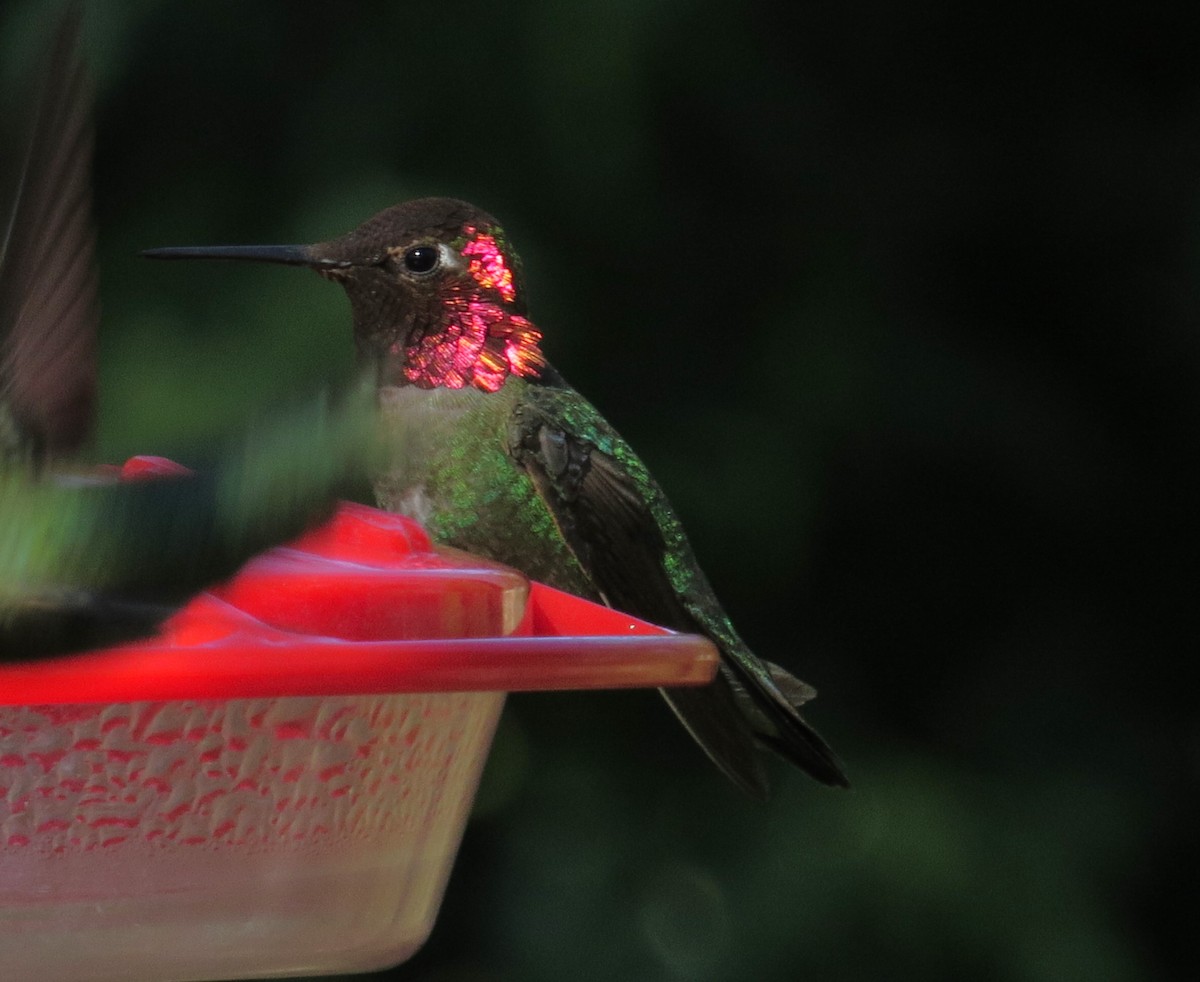 Anna's Hummingbird - Shaun Robson