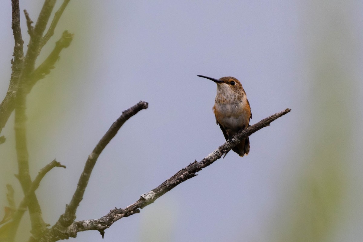 Allen's Hummingbird - Doug Korver