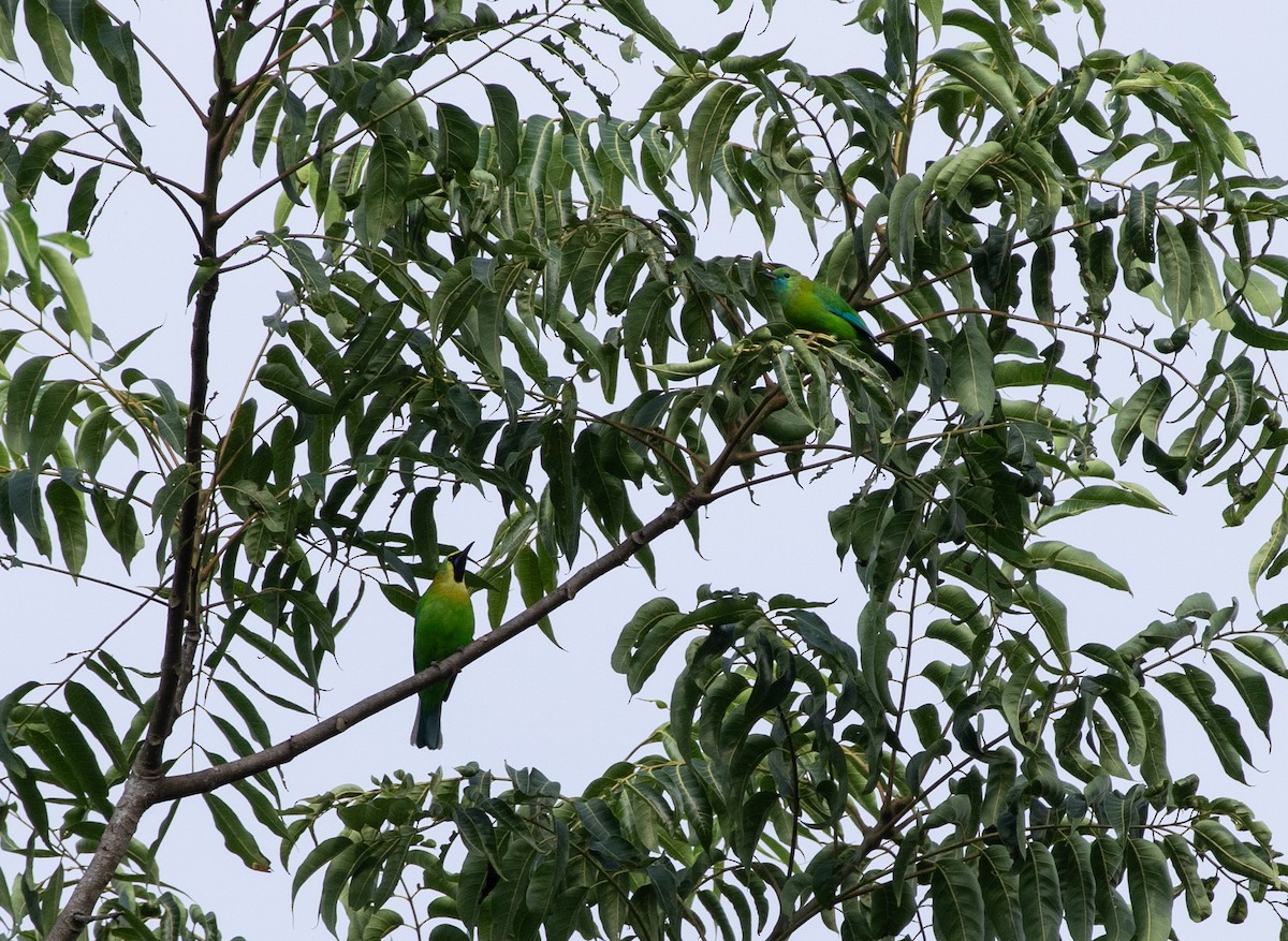 Blue-winged Leafbird - Daniel Gornall