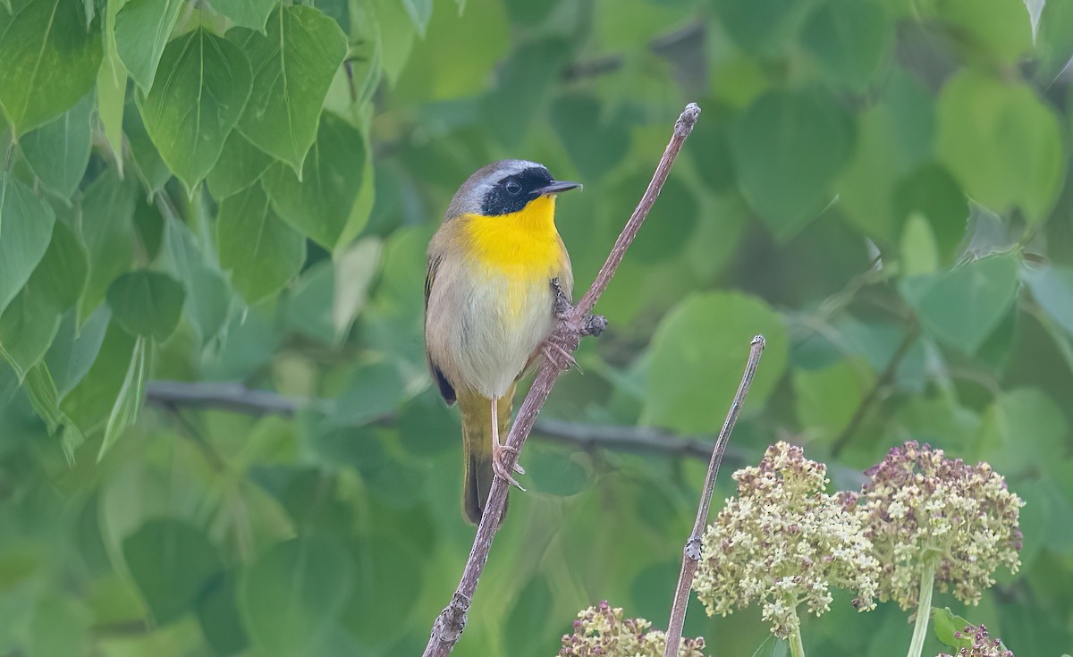 Common Yellowthroat - Yannick Fleury